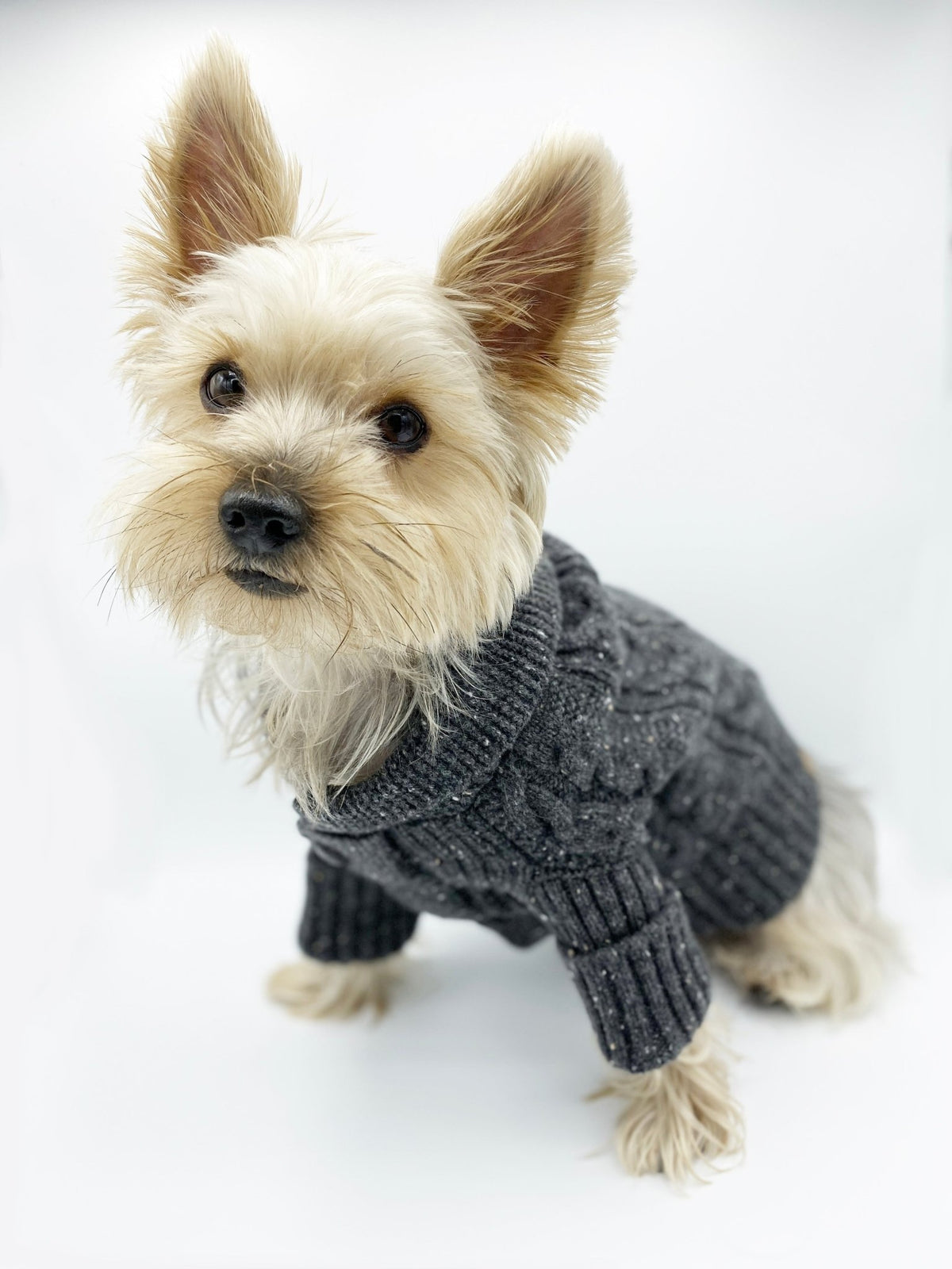 Brooklyn Cashmere Cardigan, Charcoal Fursace Luxury Dog Plush Toy - SMALL Red Squeaky | Cookies Wagging Friends Boutique Cookies Wagging Friends Boutique