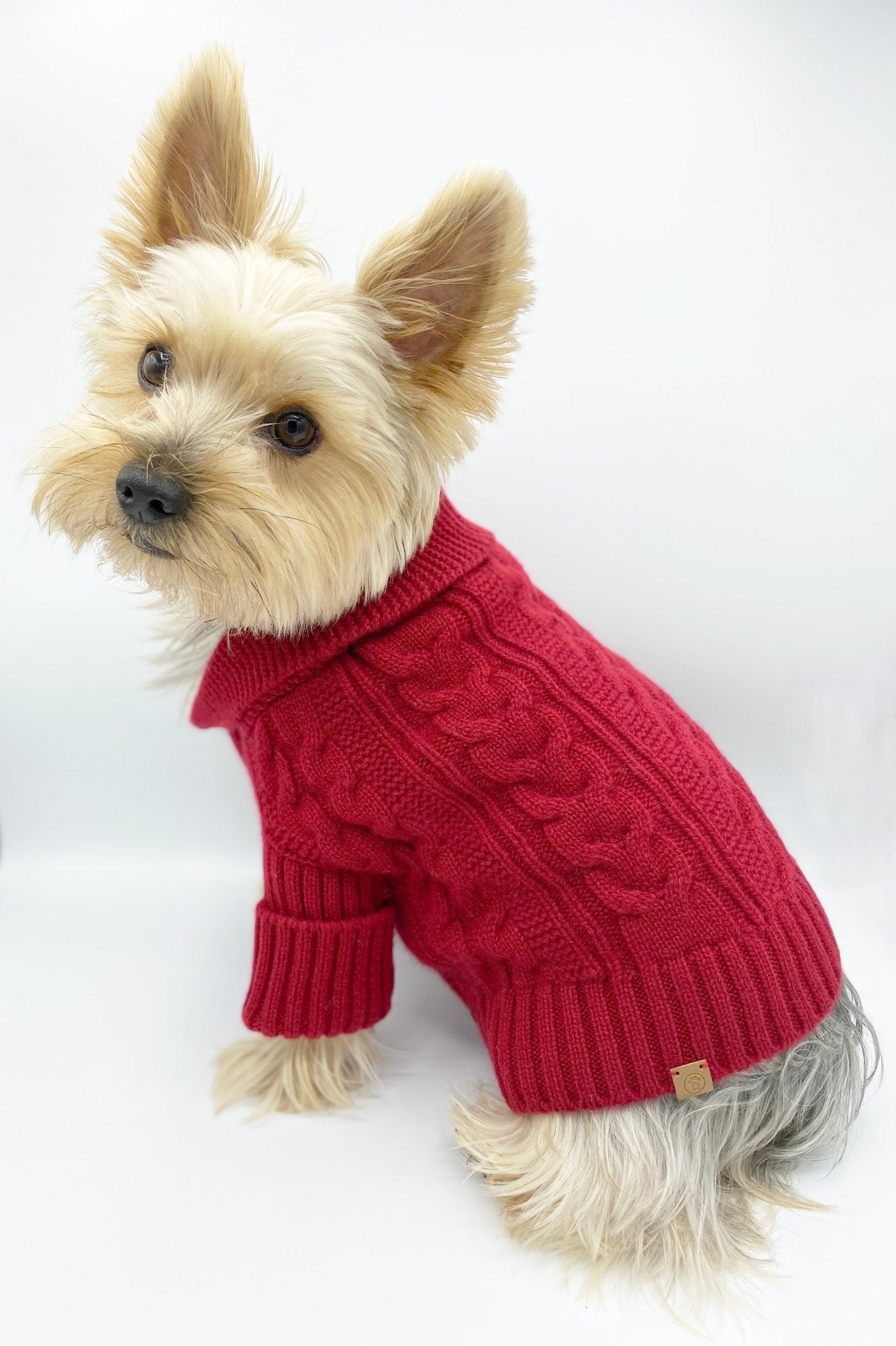Garnet red cable-knit cashmere dog cardigan worn on a small terrier