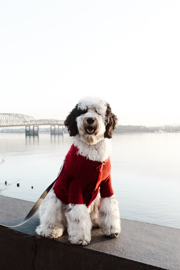 Garnet red cashmere dog cardigan with ribbed hem and cable-knit pattern, worn by dog