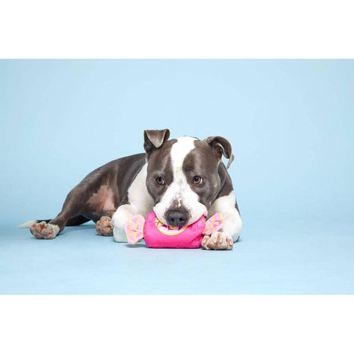 Gray-and-white dog lying with pink bubble gum plush toy