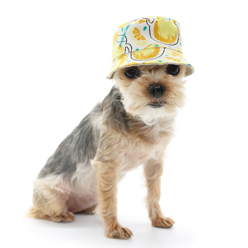 {{product_title}} - Cookies Wagging Friends Boutique