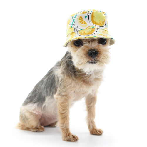 Yellow lemon-print bucket hat on a small dog