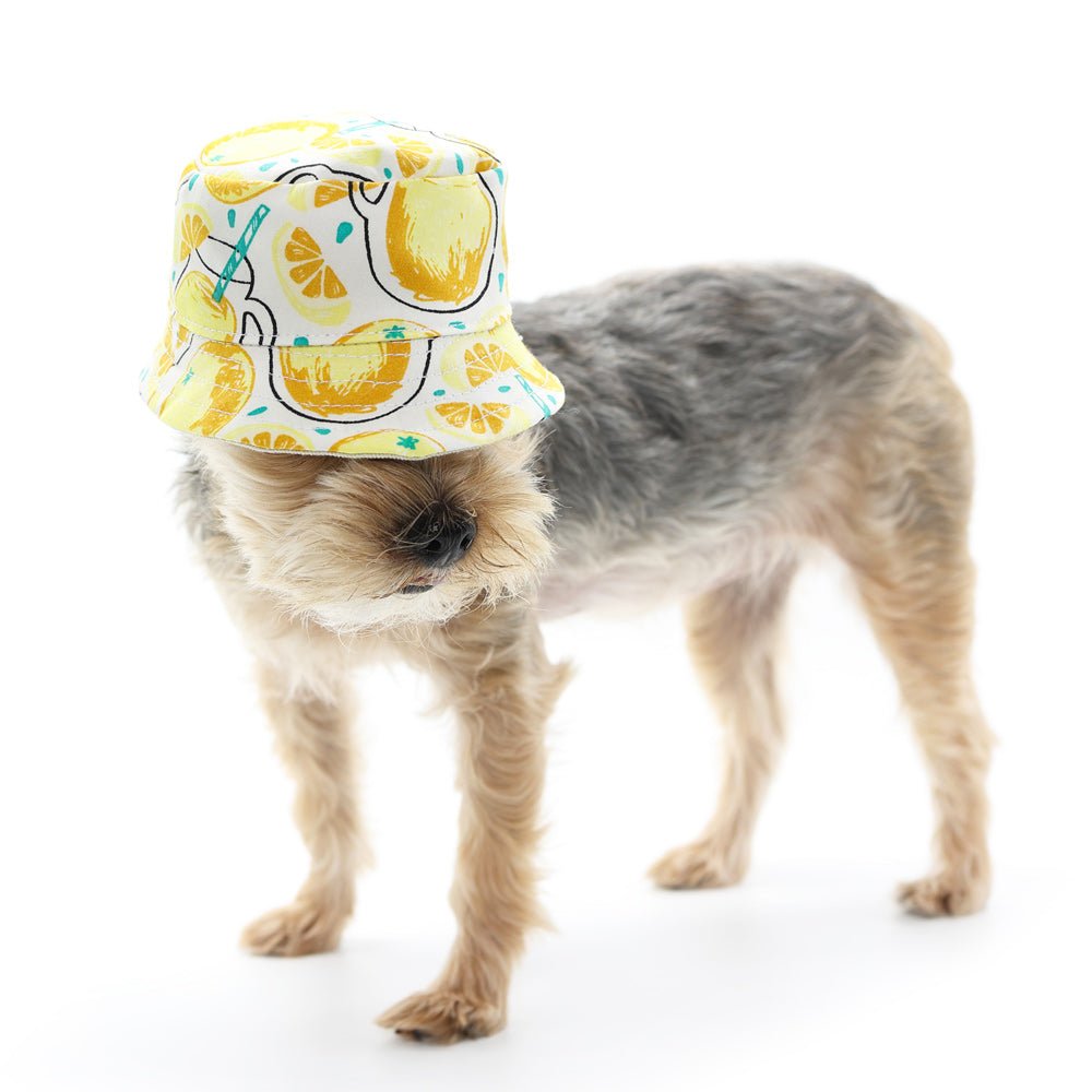Yellow lemon-print bucket hat worn by a small dog facing left