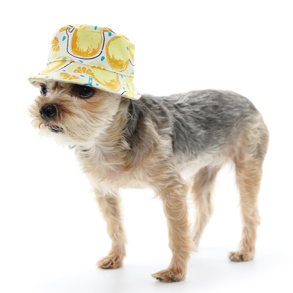 Yellow lemon-print bucket hat worn by a small dog in side view