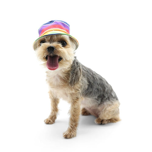 Rainbow bucket hat worn by small dog, multicolor top and brim stripes
