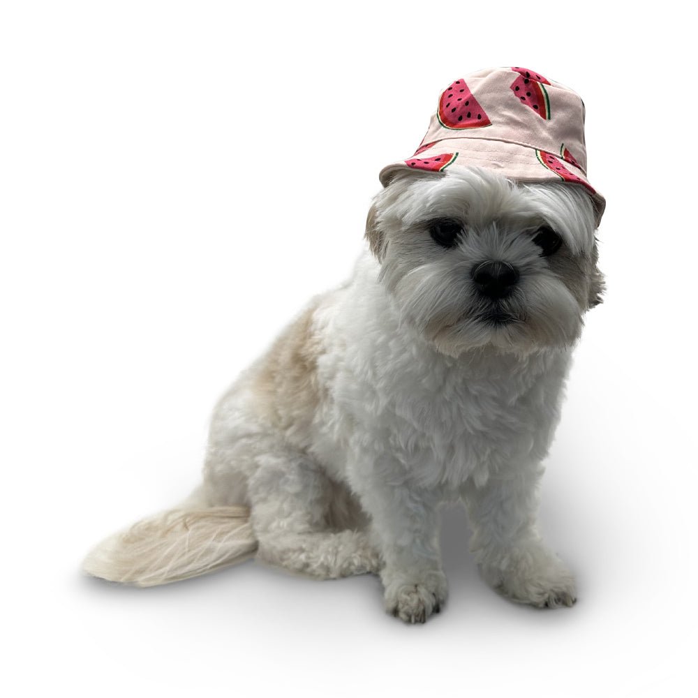 Watermelon-print bucket hat on small white dog, pink fabric and wide brim
