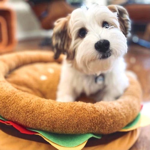 Burger-shaped plush pet bed with brown bun top and green/yellow layers, dog lying