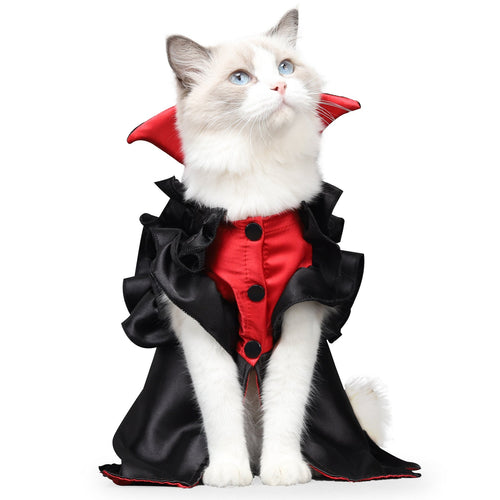 Cat vampire costume: white cat in red shirt with black ruffled cape and bat collar