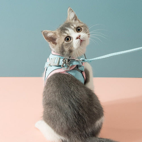 Cat chest traction rope strap, light blue harness with adjustable buckle, on cat