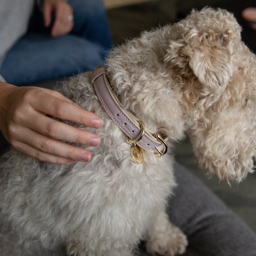 {{product_title}} - Cookies Wagging Friends Boutique