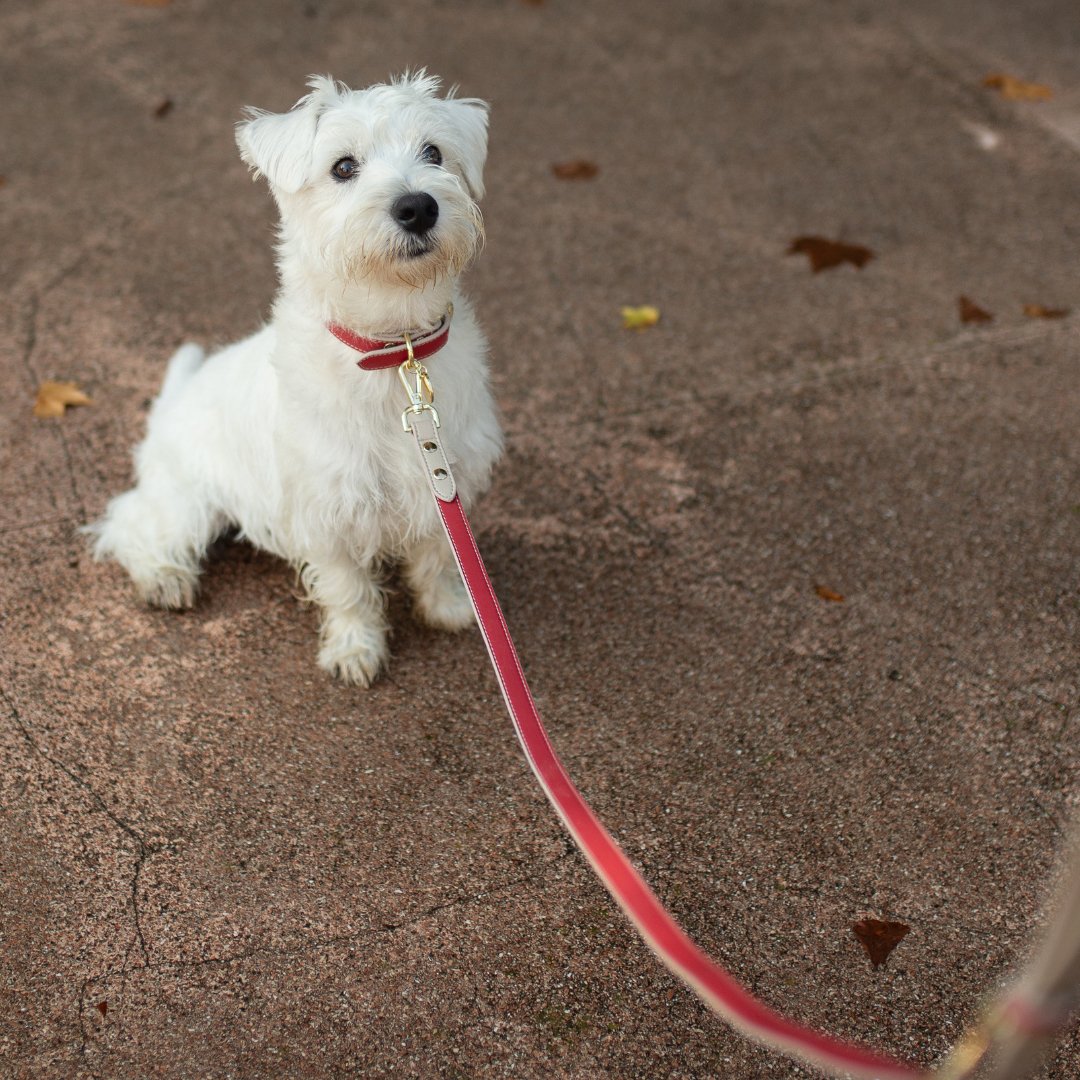 {{product_title}} - Cookies Wagging Friends Boutique