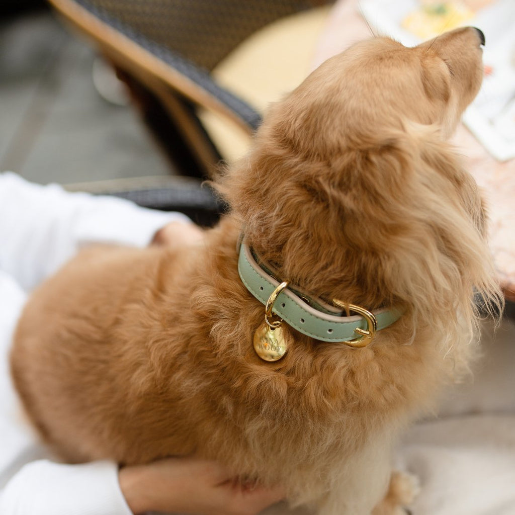 {{product_title}} - Cookies Wagging Friends Boutique