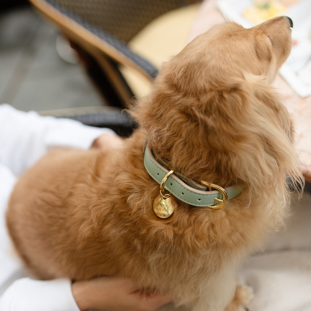 {{product_title}} - Cookies Wagging Friends Boutique