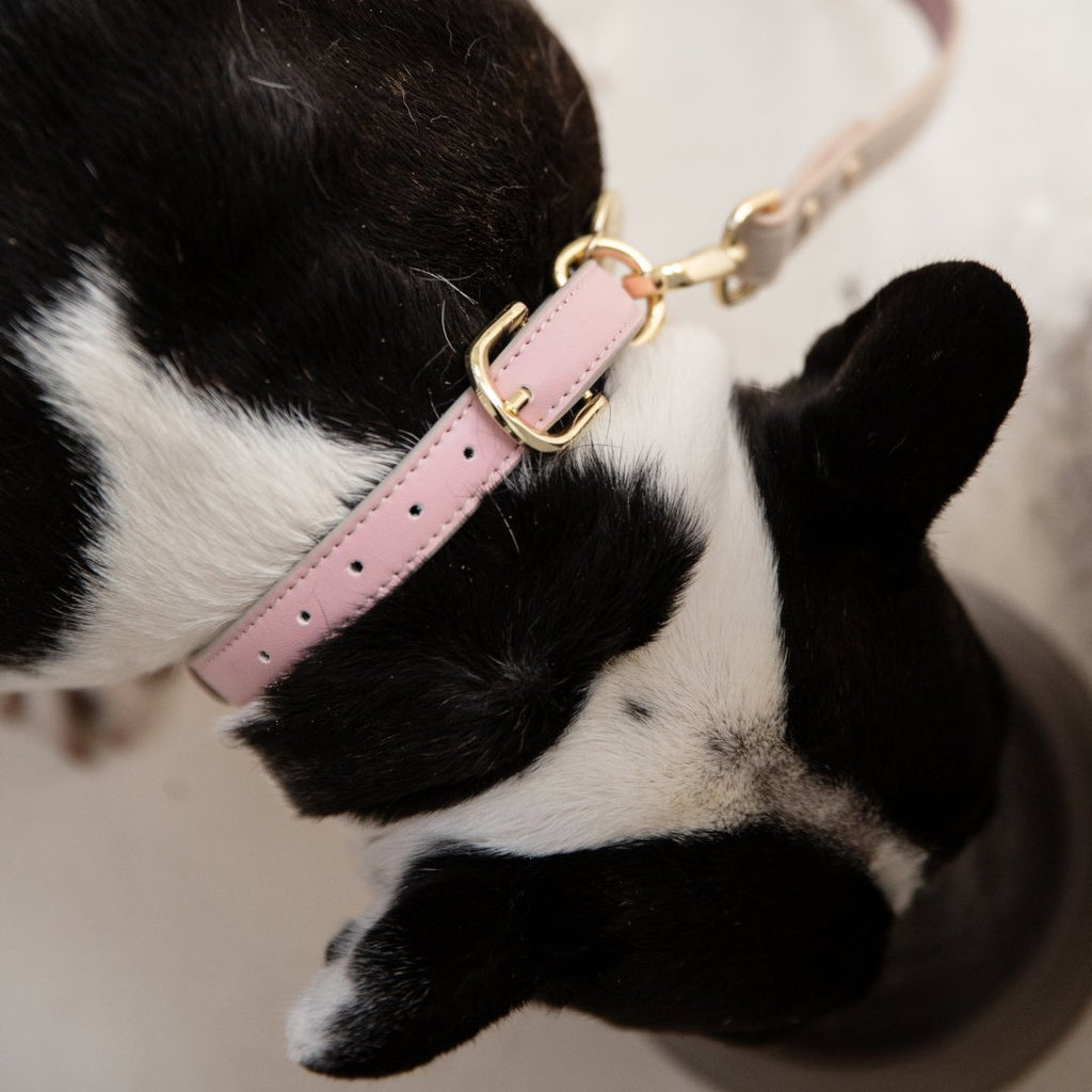 {{product_title}} - Cookies Wagging Friends Boutique