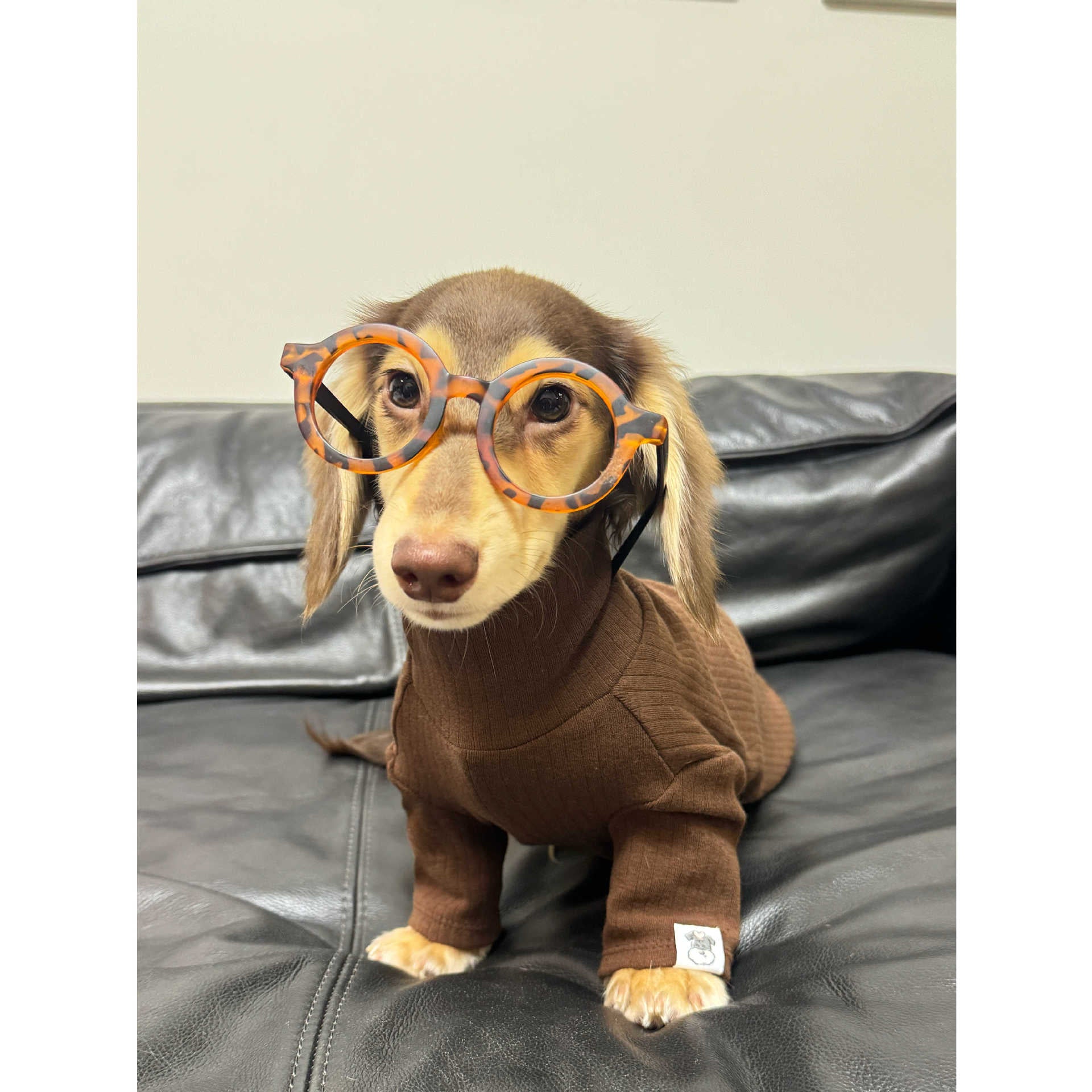 {{product_title}} - Cookies Wagging Friends Boutique