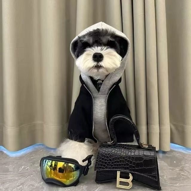 Black hooded dog sweatshirt with gray faux vest lining, standing on a curtain backdrop
