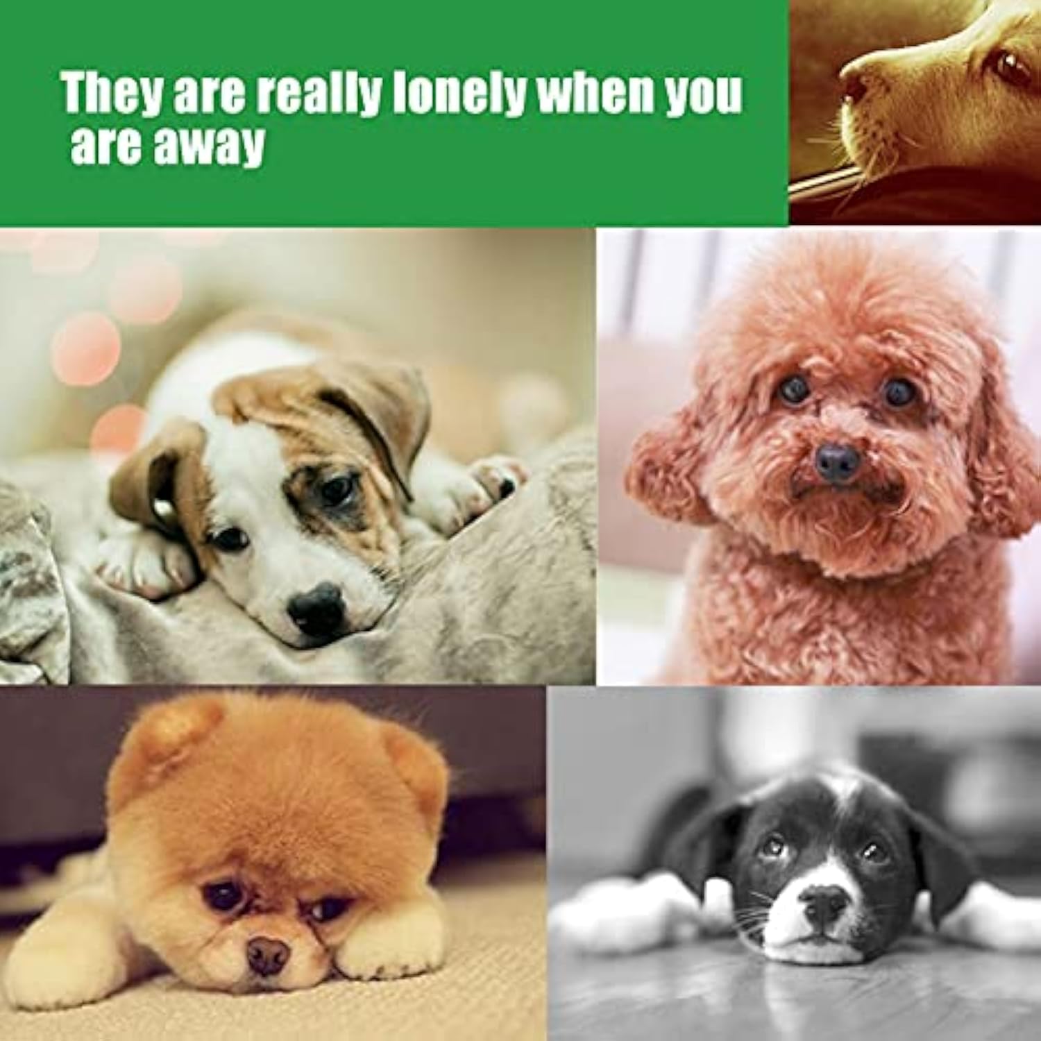 Plush pet chew toy advertising image with dogs in view