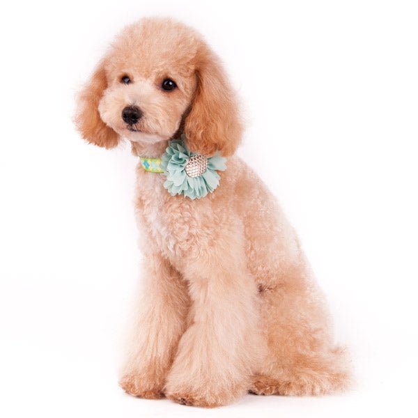 Pet wearing a light blue flower bow with rhinestone center and green plaid collar band