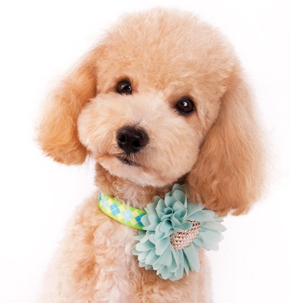 Pet wearing a light blue fabric flower bow with rhinestone center and plaid band