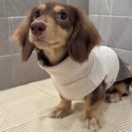 Cream knit pet sweater with brown collar panel, side view turtleneck