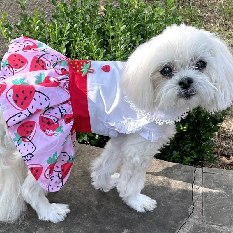 {{product_title}} - Cookies Wagging Friends Boutique