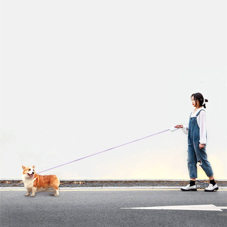 Glowing retractable dog leash with purple line, held while walking a small dog