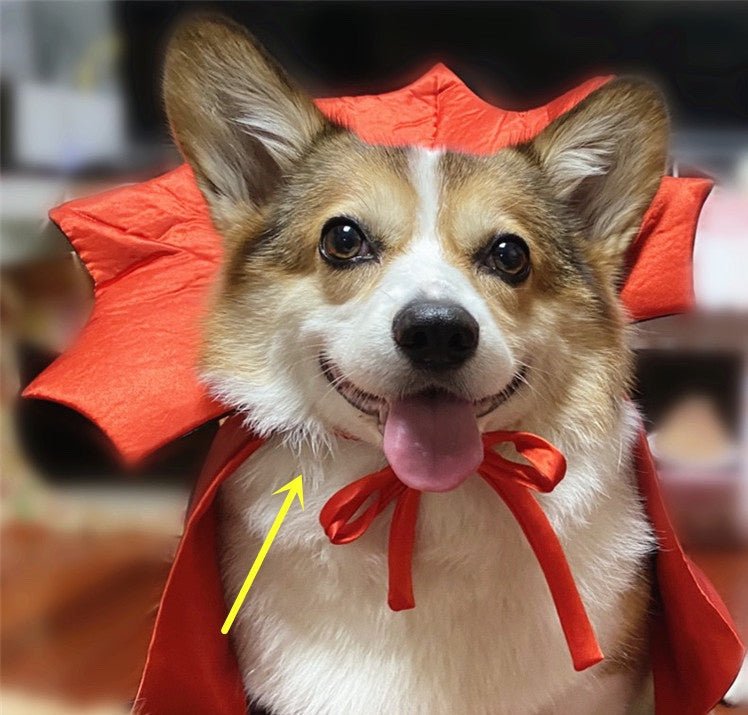 Pet dog face in vampire cape: red collar with bows, black cape at shoulders