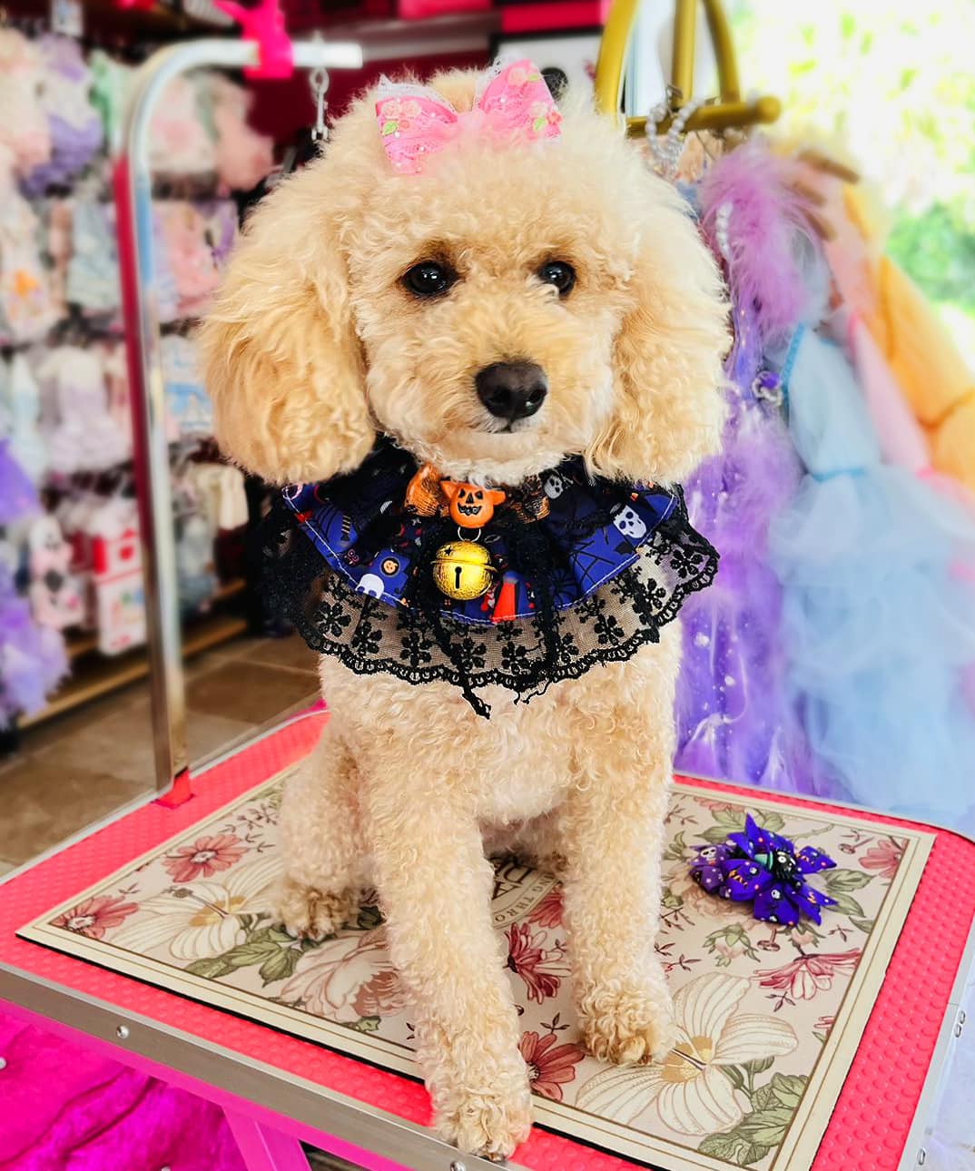 Halloween Pet Ruffle Collar with Lace, Bow & Bell Fursace Luxury Dog Plush Toy - XS Red Squeaky | Cookies Wagging Friends Boutique Cookies Wagging Friends Boutique