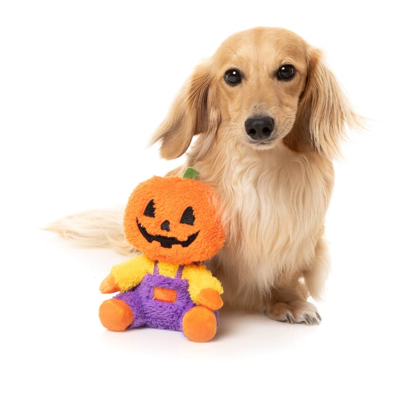 Halloween Pumpkin Jack O Chan Fall Season Plush Squeak Dog Toy - Sm Size Fursace Luxury Dog Plush Toy - Red Squeaky | Cookies Wagging Friends Boutique Cookies Wagging Friends Boutique