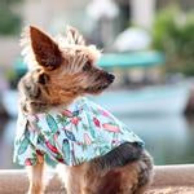 {{product_title}} - Cookies Wagging Friends Boutique