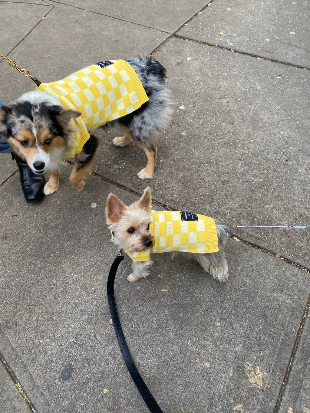 {{product_title}} - Cookies Wagging Friends Boutique