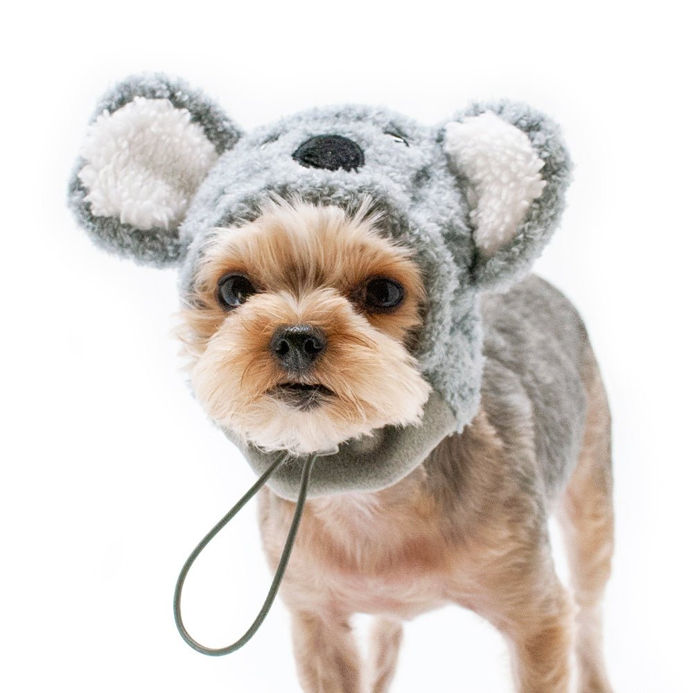 Gray plush koala pet hat on a small dog, koala face and chin-hanging strap.