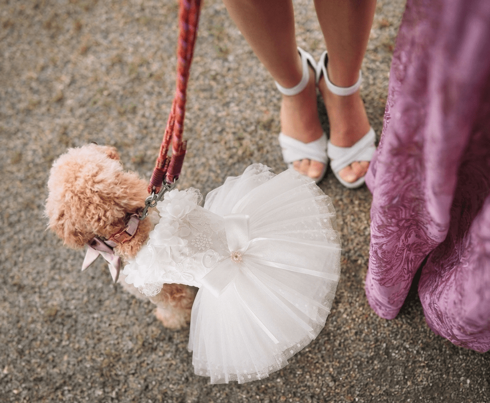 White pet wedding dress with tulle skirt and floral bodice, tied satin bow, on dog