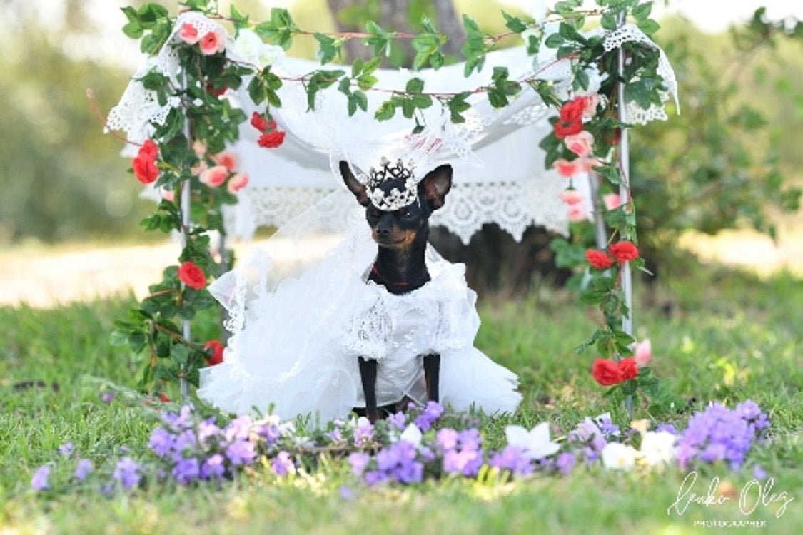 White pet bridal veil with pearl crown, lace tulle skirt for dogs and cats