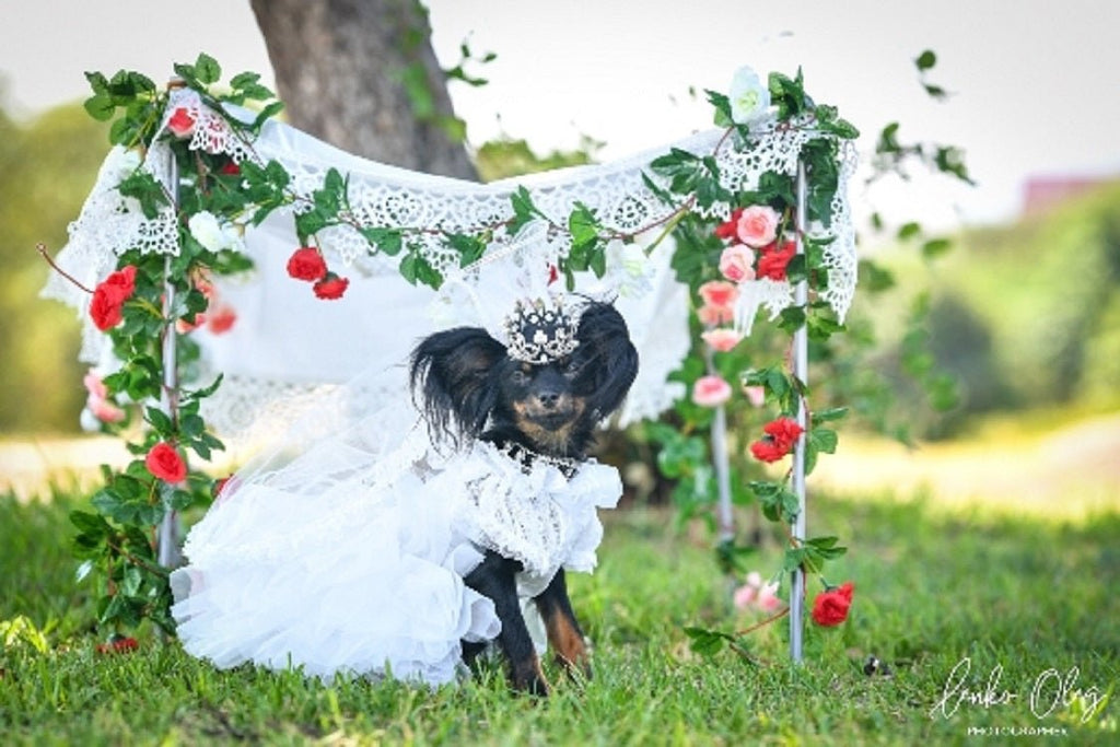 Pet in white bridal outfit with tulle veil and pearl crown tiara over black coat