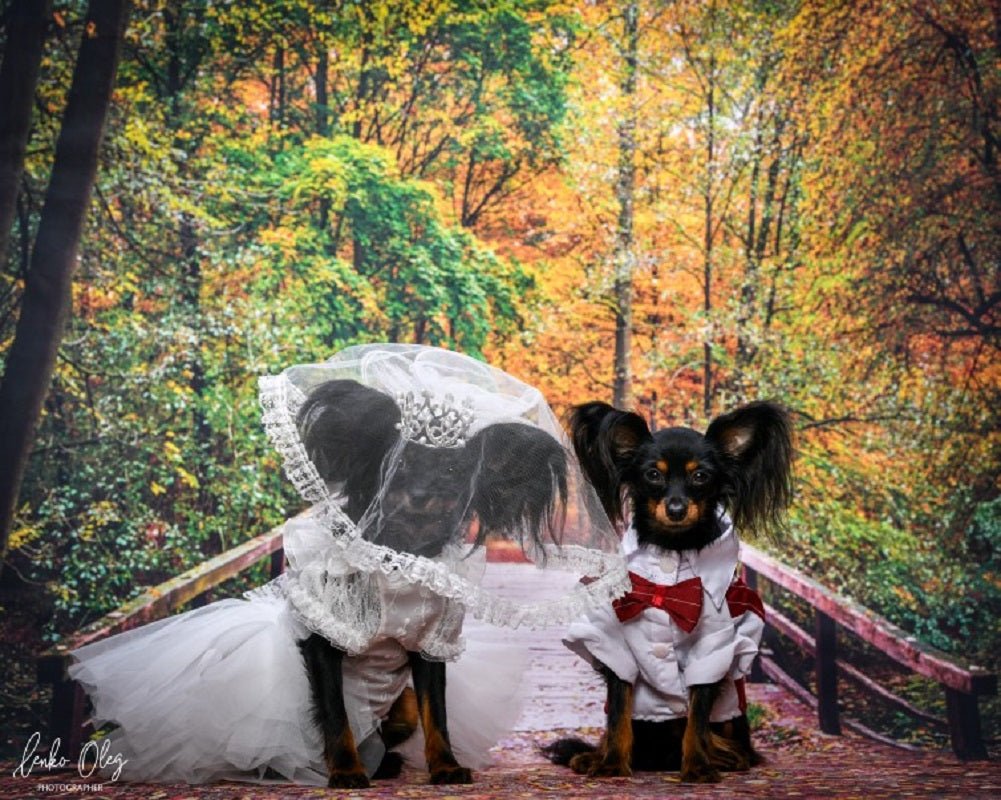 Pet wearing a white tulle bridal veil with pearl crown tiara on a leash