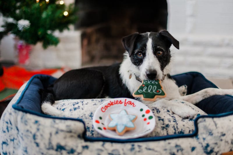 Merry Woofmas Christmas Eve Cookies Plush Squeaky Holiday Dog Toy Set - 3 Pc Fursace Luxury Dog Plush Toy - Red Squeaky | Cookies Wagging Friends Boutique Cookies Wagging Friends Boutique
