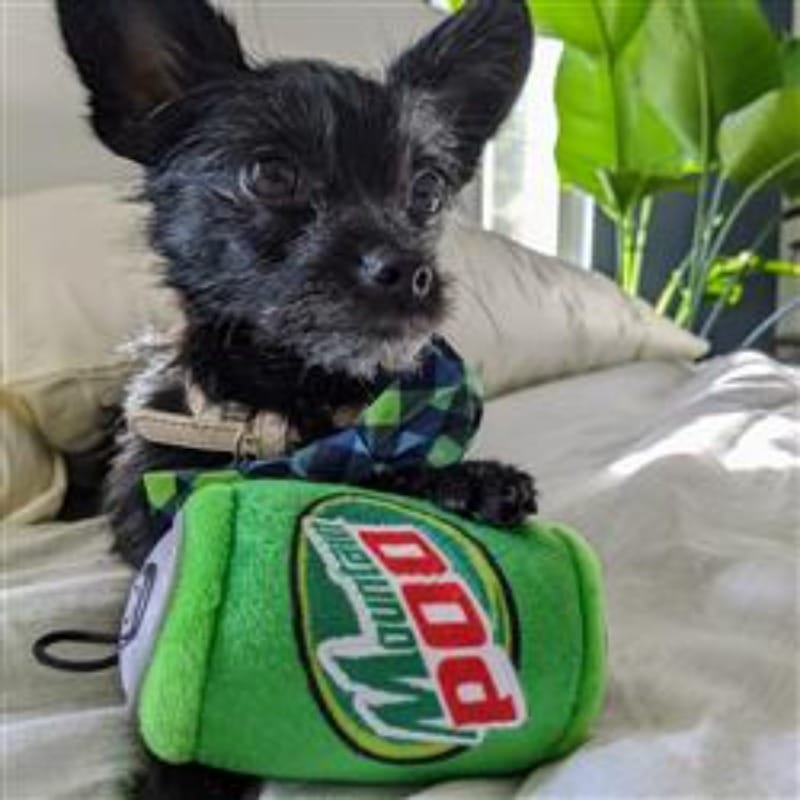 Green plush squeaky cylinder dog toy with logo panel, held by a black dog