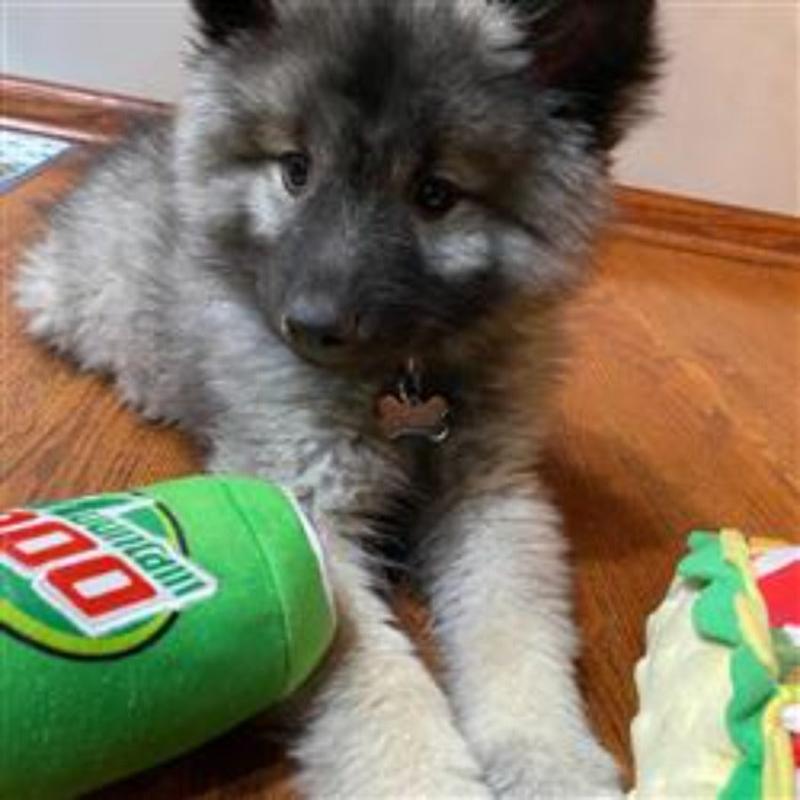 Green plush squeaky cylinder dog toy with Mountain-themed logo panel beside a dog
