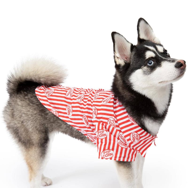 Dog wearing red-and-white striped camp shirt with popcorn icon print, band collar.