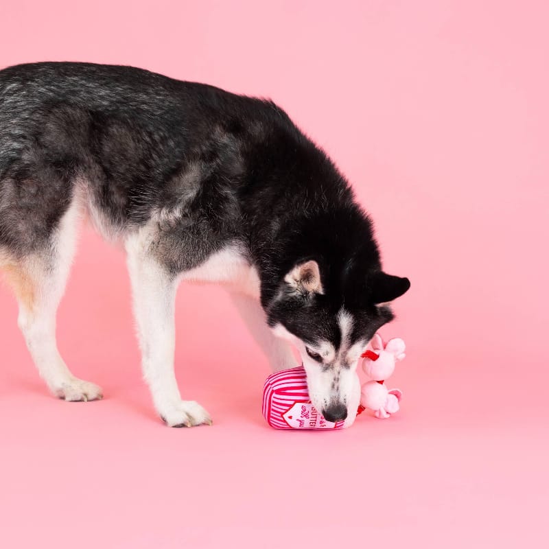 Dog sniffing pink plush squeaky butter-cup toy with bunny faces and rope handle