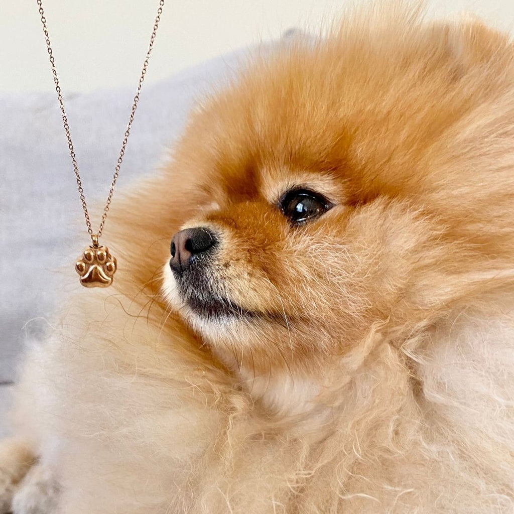 {{product_title}} - Cookies Wagging Friends Boutique
