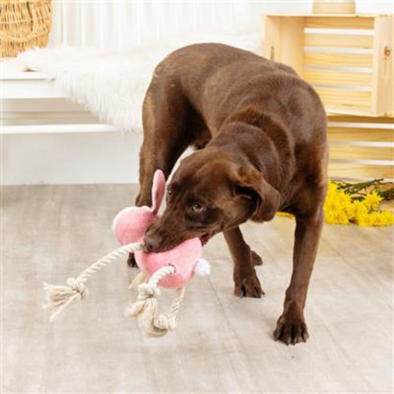 Brown dog sniffing pink plush rabbit dog toy with rope tug legs