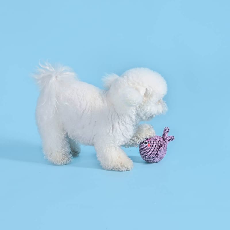 White dog standing with purple octopus ball toy