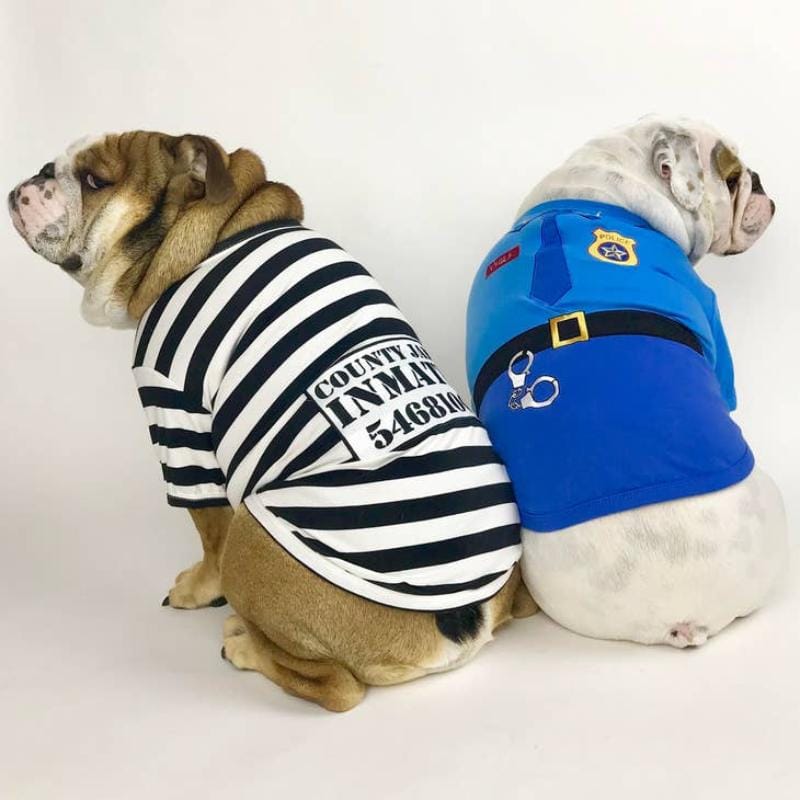 Blue police-style dog T-shirt on bulldogs wearing matching striped shirt and costume