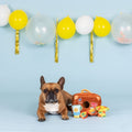 Dog toy set with plush hide-and-seek bag and colorful accessories, shown with a seated dog