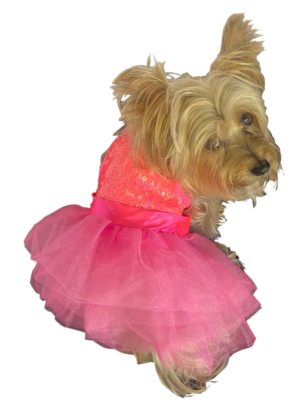 Palm Beach neon coral sequin tutu with pink layered tulle skirt, dog dress