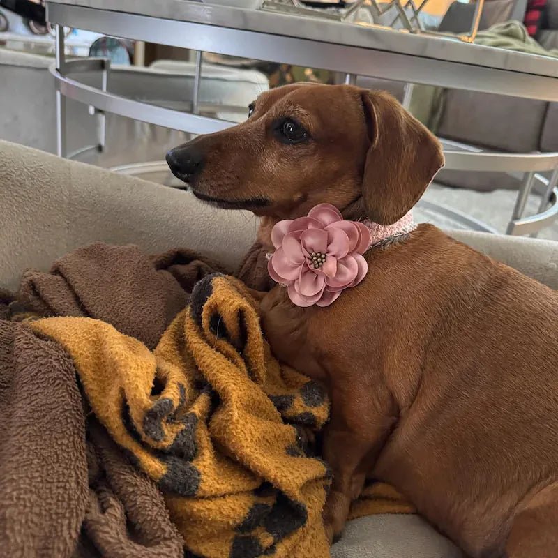 Brown dog wearing white lace collar with pink flower and gold hardware