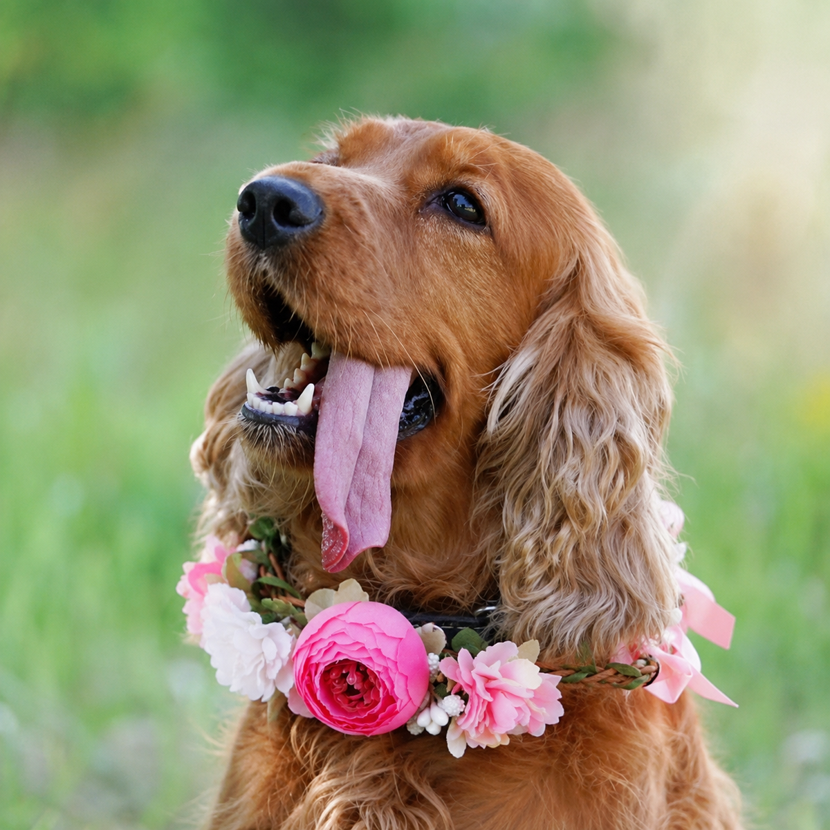 Pet Floral Crown Headpiece Bride Wedding Fursace Luxury Dog Plush Toy - Pink Red Squeaky | Cookies Wagging Friends Boutique Cookies Wagging Friends Boutique