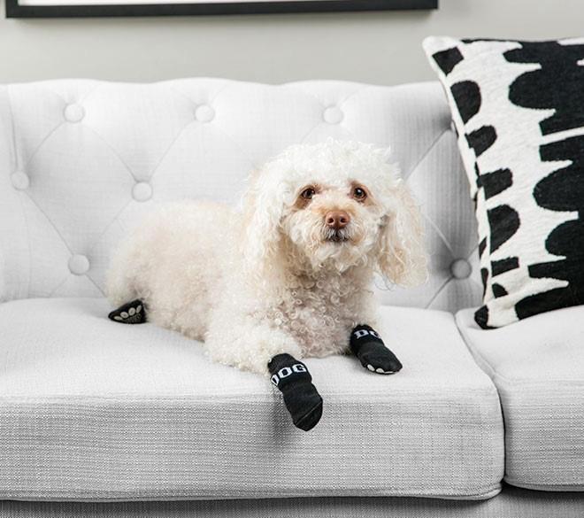 Pet dog socks with black paw prints and grippy rubberized pads, worn on a small white dog